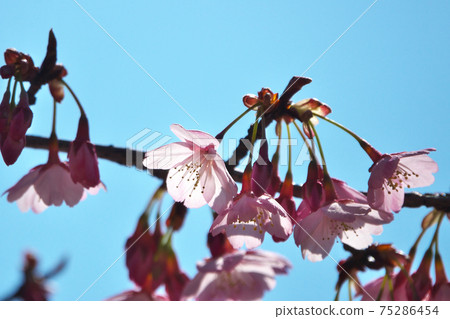 Hachisukazakura (Hachisuka Sakura) Close-up of beautiful petals with transmitted light Hachisukazakura (Hachisuka Sakura) Close-up of beautiful petals with transmitted light 75286454