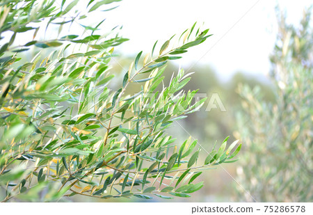 Olive field after the rain 75286578