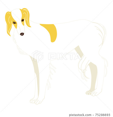 Borzoi standing sideways with his face facing forward 75286693