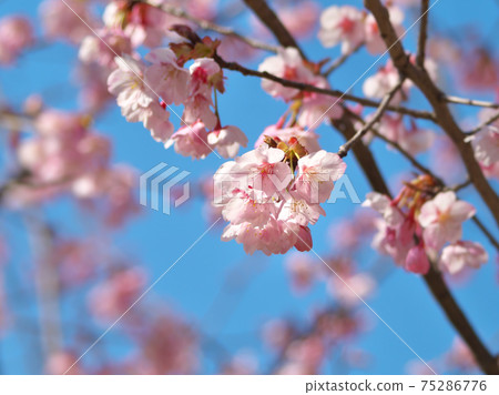 Hachisukazakura (Hachisuka Sakura), whose pink color shines in the blue sky in early spring, is an early blooming cherry tree. Hachisukazakura (Hachisuka Sakura), whose pink color shines in the blue sky in early spring, is an early blooming cherry tree. 75286776