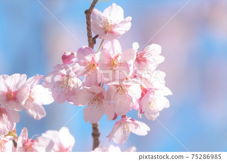 Hachisukazakura in full bloom (Sakura Hachisuka) Early bloom / Blue sky back / Soft focus Hachisukazakura in full bloom (Sakura Hachisuka) Early bloom / Blue sky back / Soft focus 75286985