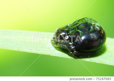 Shiroobitorinofundamachi (female, black type) 75287085