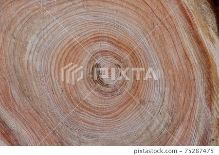 Japanese cypress annual rings / background image 75287475