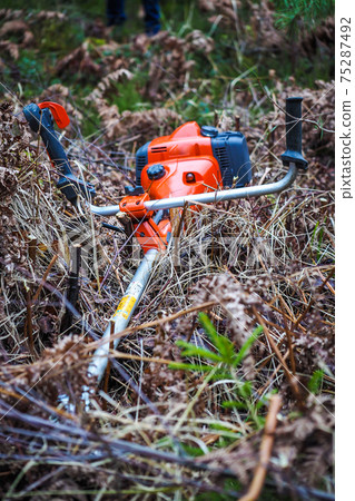 Young spruce trees. The trimmer takes care of the forest. Forest care and afforestation. Selective focus Young spruce trees. The trimmer takes care of the forest. Forest care and afforestation. Selective focus 75287492