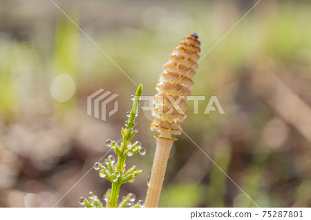 Tsukushi telling spring 75287801