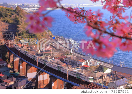 185 series Limited Express Odoriko is about to retire! Last spring Kawazu cherry blossoms see off 75287931