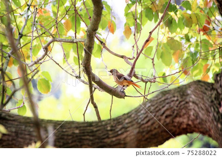 Birds sticking to branches 75288022