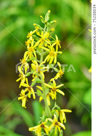 黃色花菊科植物 黃色花菊科植物 75288034
