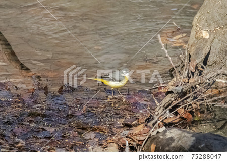 灰w在水邊覓食2月2月Okutama湖 75288047