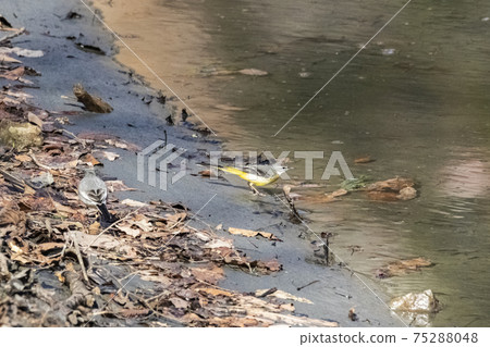 灰w在水邊覓食2月2月Okutama湖 75288048