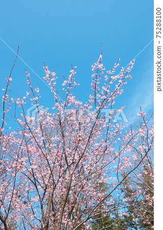 Hachisukazakura (Hachisuka Sakura) in Kinuta Park, an early-blooming cherry blossom with a beautiful pink color, taken in early March Hachisukazakura (Hachisuka Sakura) in Kinuta Park, an early-blooming cherry blossom with a beautiful pink color, taken in early March 75288100