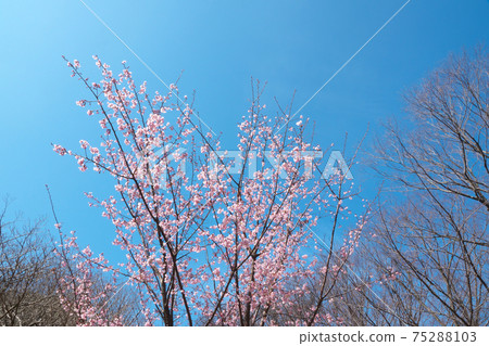 Early-blooming cherry blossoms in full bloom in early March (Hachisukazakura / Hachisuka Sakura) Early-blooming cherry blossoms in full bloom in early March (Hachisukazakura / Hachisuka Sakura) 75288103