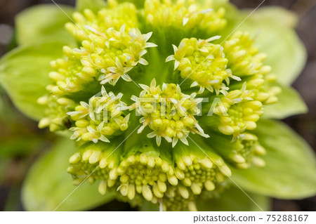 Close-up of butterbur sprout in early spring Close-up of butterbur sprout in early spring 75288167