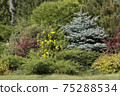 Landscape with blue spruce, burgundy barberry, pines, thujas. Green park background 75288534
