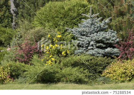 Landscape with blue spruce, burgundy barberry, pines, thujas. Green park background 75288534