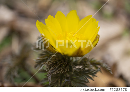 早春的福庫格 早春的福庫格 75288578