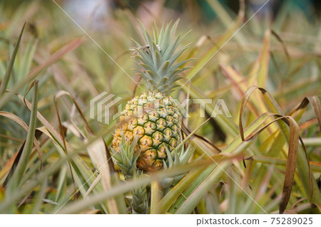 夏威夷菠蘿 75289025