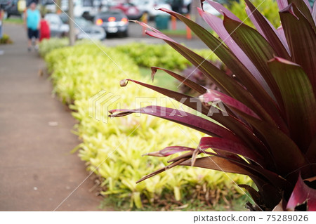 Hawaii-Pineapple 75289026