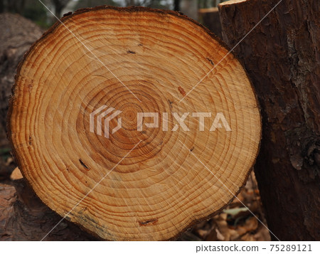 A cut of a log A cut of a log 75289121