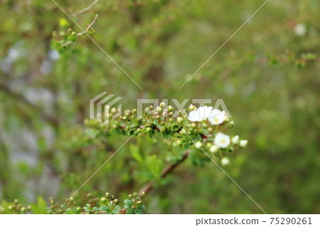 Spring rice cherry blossoms Spring rice cherry blossoms 75290261