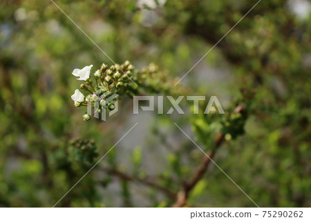 Spring rice cherry blossoms 75290262