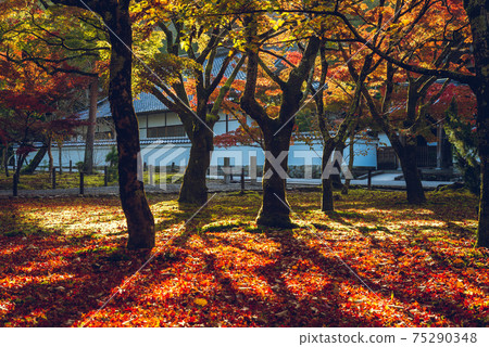 autumn color leaves maple trees at nanzenji temple in kyoto, japan 75290348