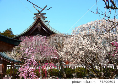 漂浮在梅花上的主要神社 75290603
