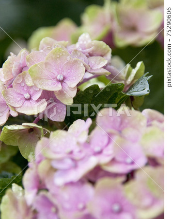 Hydrangea that colors the rainy season 75290606