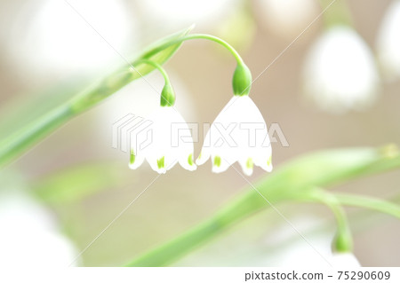 Lily of the valley flower close-up Lily of the valley flower close-up 75290609