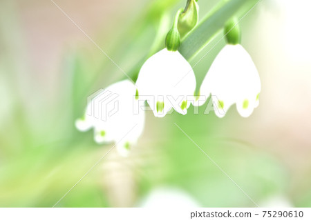 Lily of the valley flower close-up 75290610