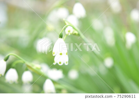 Lily of the valley flower close-up 75290611