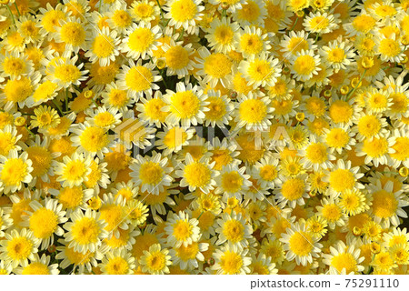 Yellow Marguerite is powerful when it blooms so much 75291110