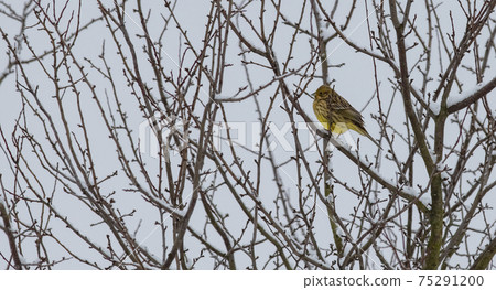 The common bunting bird sits on the branches. The common bunting bird sits on the branches. 75291200