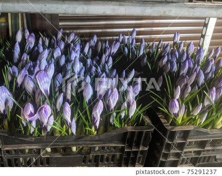 Snow crocus flowers in box containers on a flower market in early spring 75291237