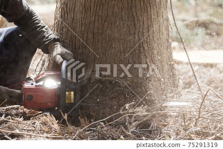 Middle man cutting down a cedar tree with a chainsaw 75291319