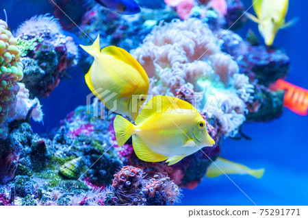 Zebrasoma flavescens - Yellow Tang . Zebrasoma flavescens - Yellow Tang . 75291771