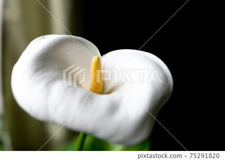 Beautiful big bio calla flower on on a background of green leaves. Beautiful big bio calla flower on on a background of green leaves. 75291820