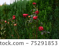 Withered red rose on a green background of a hedge. 75291853