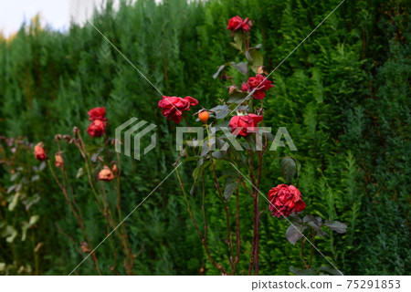 Withered red rose on a green background of a hedge. Withered red rose on a green background of a hedge. 75291853
