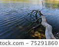 View of the trunk of an old tree fallen into the water of the lake. 75291860