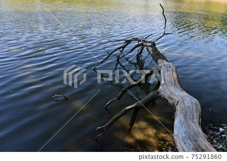 View of the trunk of an old tree fallen into the water of the lake. View of the trunk of an old tree fallen into the water of the lake. 75291860