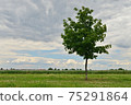 Beautiful green tree on a green lawn in the background of clouds with a shining blue sky. 75291864