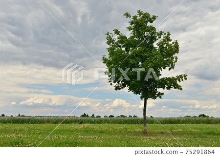 Beautiful green tree on a green lawn in the background of clouds with a shining blue sky. Beautiful green tree on a green lawn in the background of clouds with a shining blue sky. 75291864