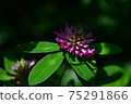 A purple-white clover flower emerges from the shadows. 75291866