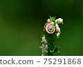 Close-up view of a snail shell attached to the top of a flowering plant. 75291868