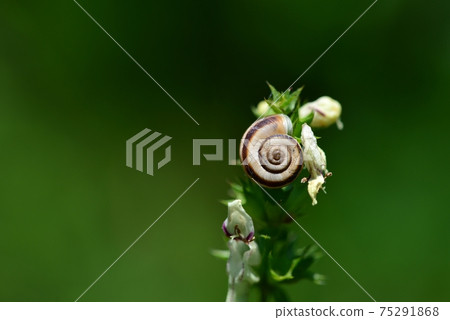 Close-up view of a snail shell attached to the top of a flowering plant. Close-up view of a snail shell attached to the top of a flowering plant. 75291868