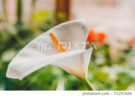 White calla lilies flowers close up, flowerpot in the house. White calla lilies flowers close up, flowerpot in the house. 75291888