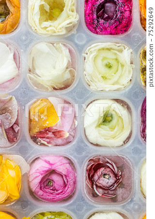 Tray with Frozen Ranunculus Flowers in Ice Cubes Tray with Frozen Ranunculus Flowers in Ice Cubes 75292649