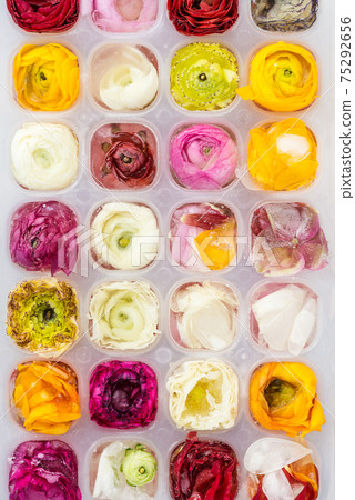 Tray with Frozen Ranunculus Flowers in Ice Cubes 75292656