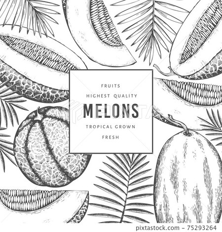 Melons with tropical leaves design template. Hand drawn vector exotic fruit illustration. Retro style fruit banner. 75293264